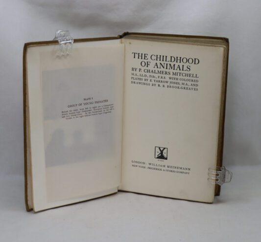 The Childhood of Animals. - Image 2