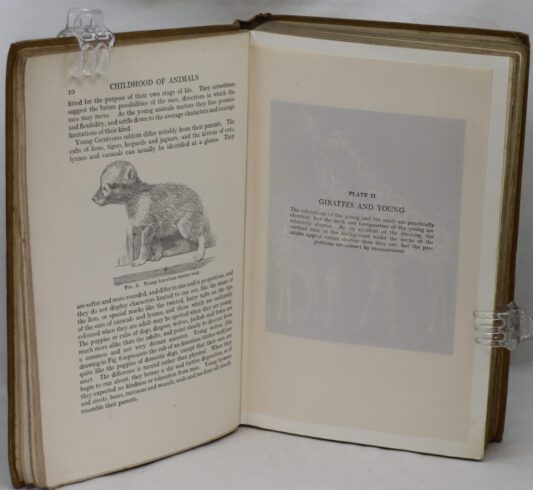 The Childhood of Animals. - Image 7