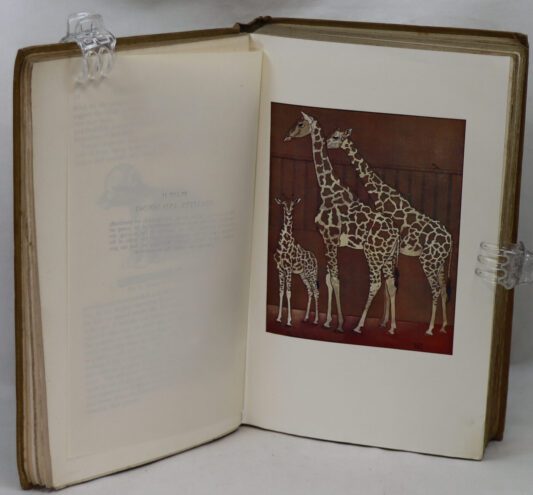 The Childhood of Animals. - Image 6