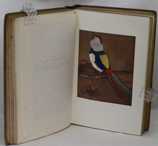 The Childhood of Animals. - Image 5