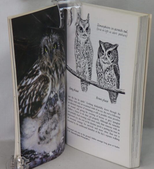 Owls. - Image 2
