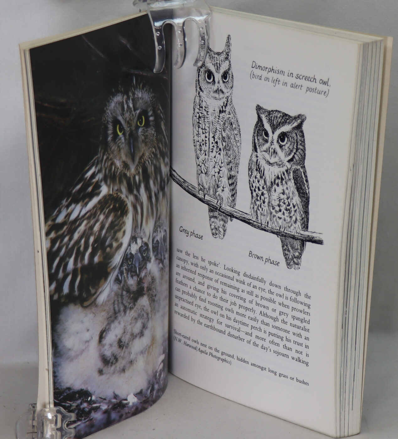 Owls. - Image 2