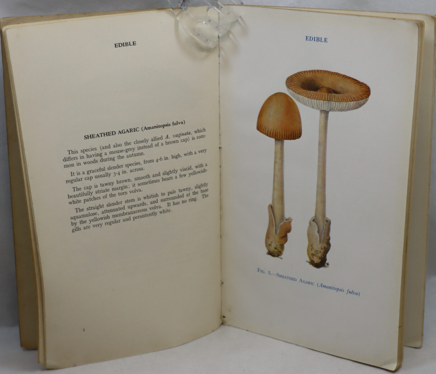 Edible and Poisonous Fungi. 1940. - Image 6