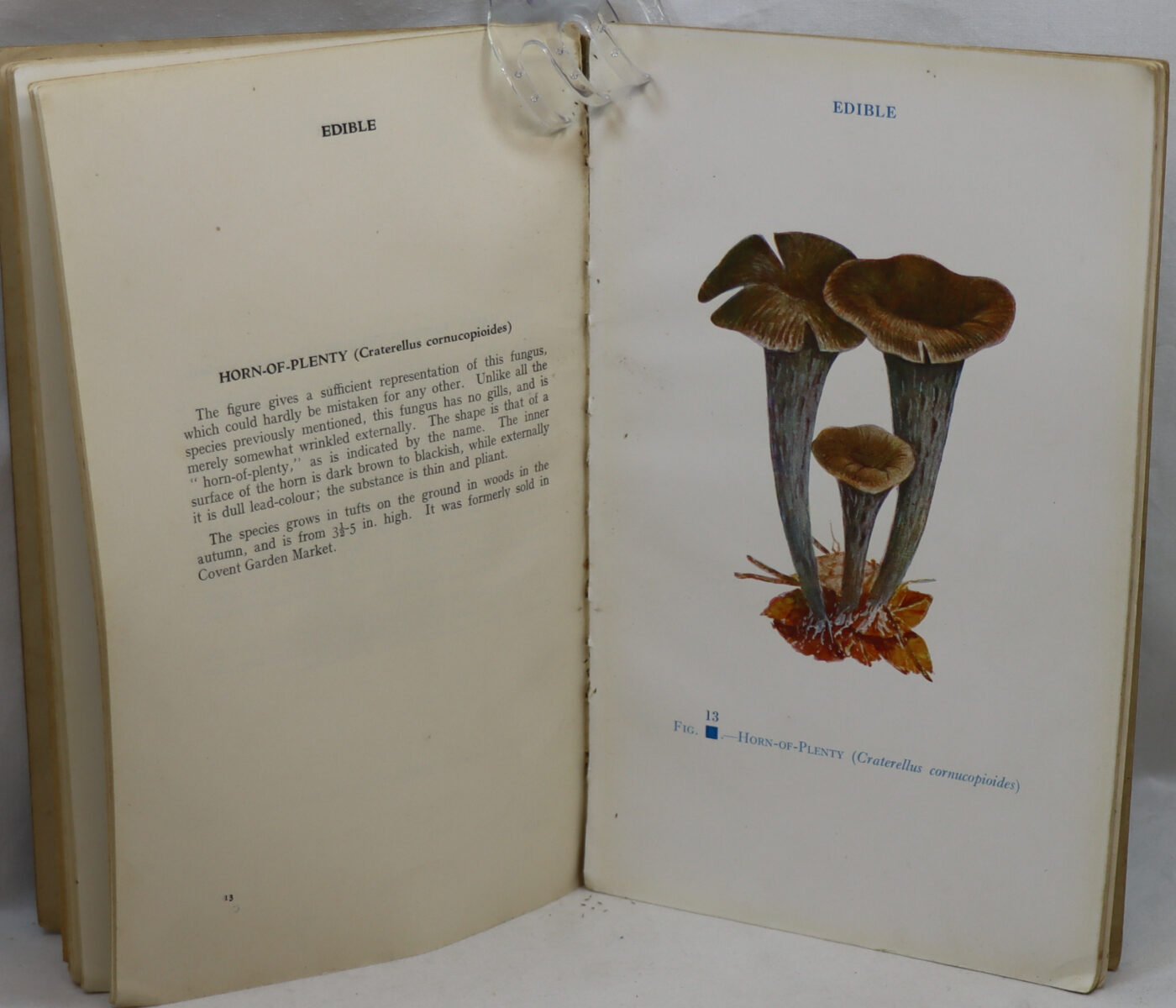 Edible and Poisonous Fungi. 1940. - Image 5