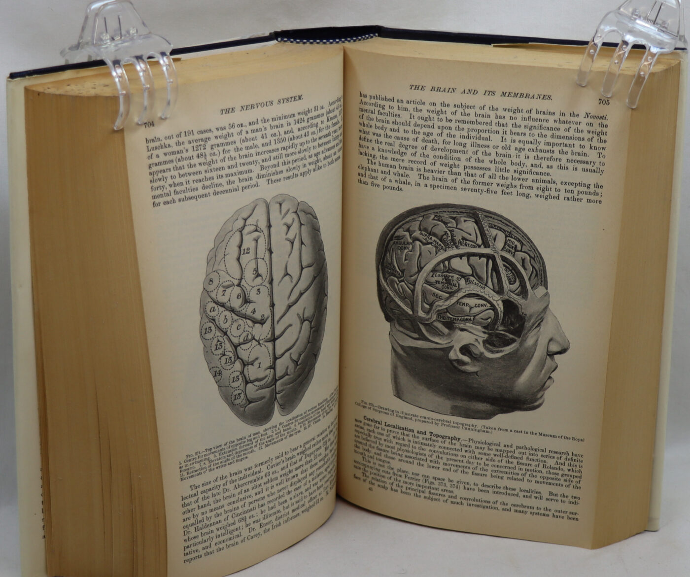 Gray's Anatomy. - Image 4