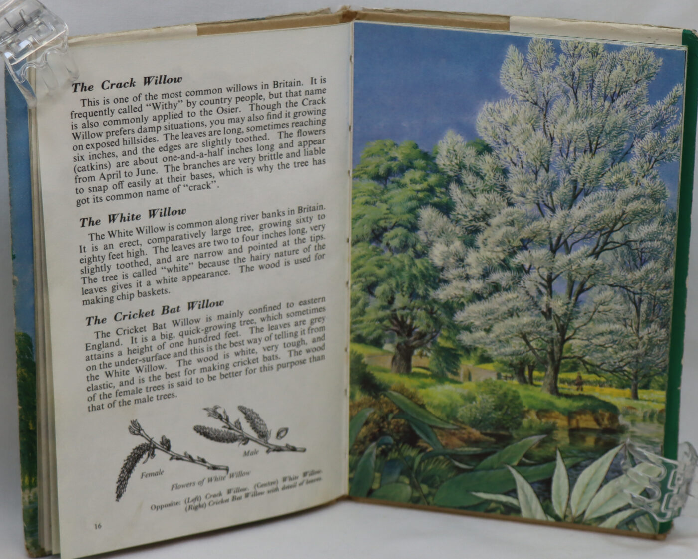The Ladybird Book of Trees. - Image 2