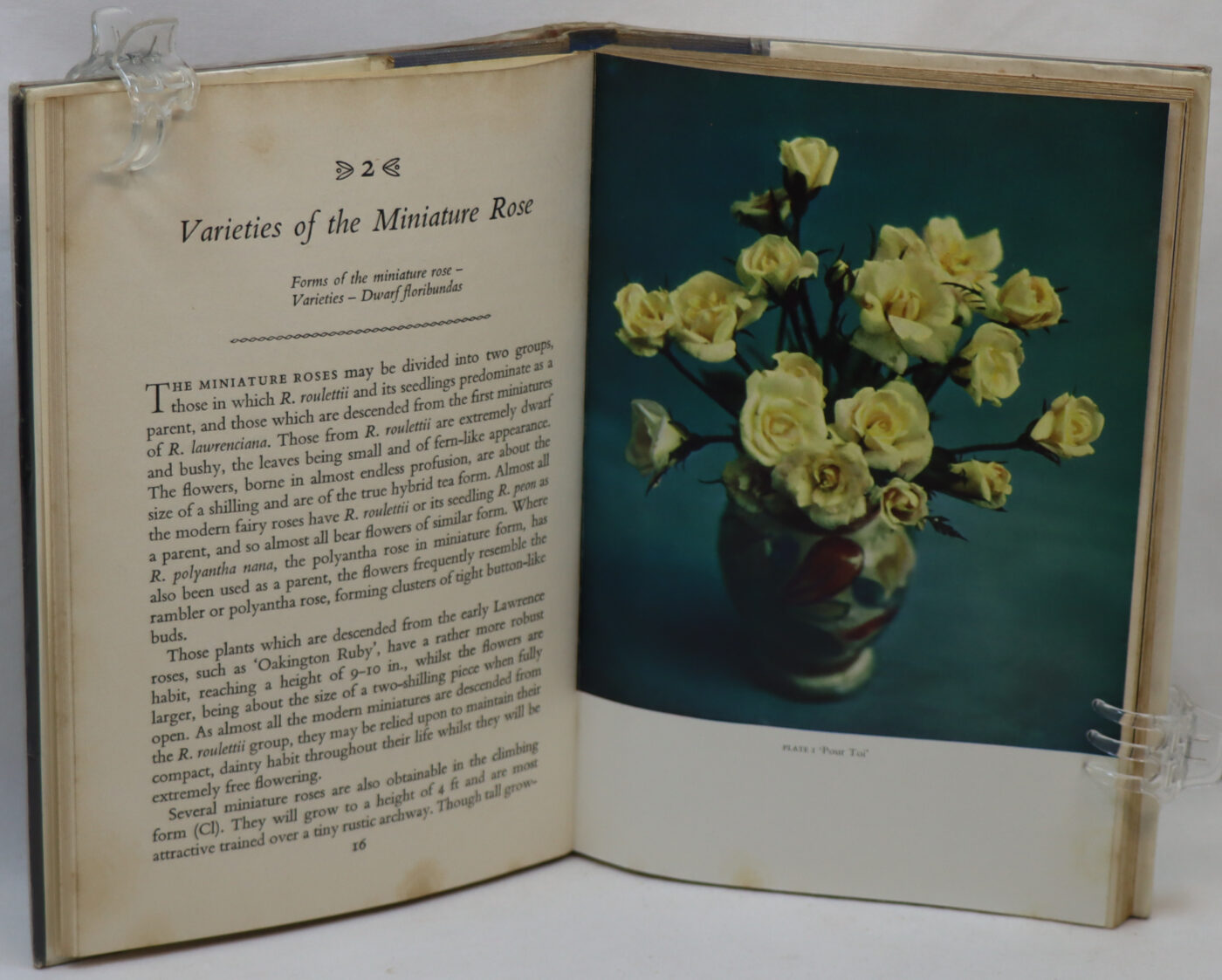 Miniature Roses. - Image 2