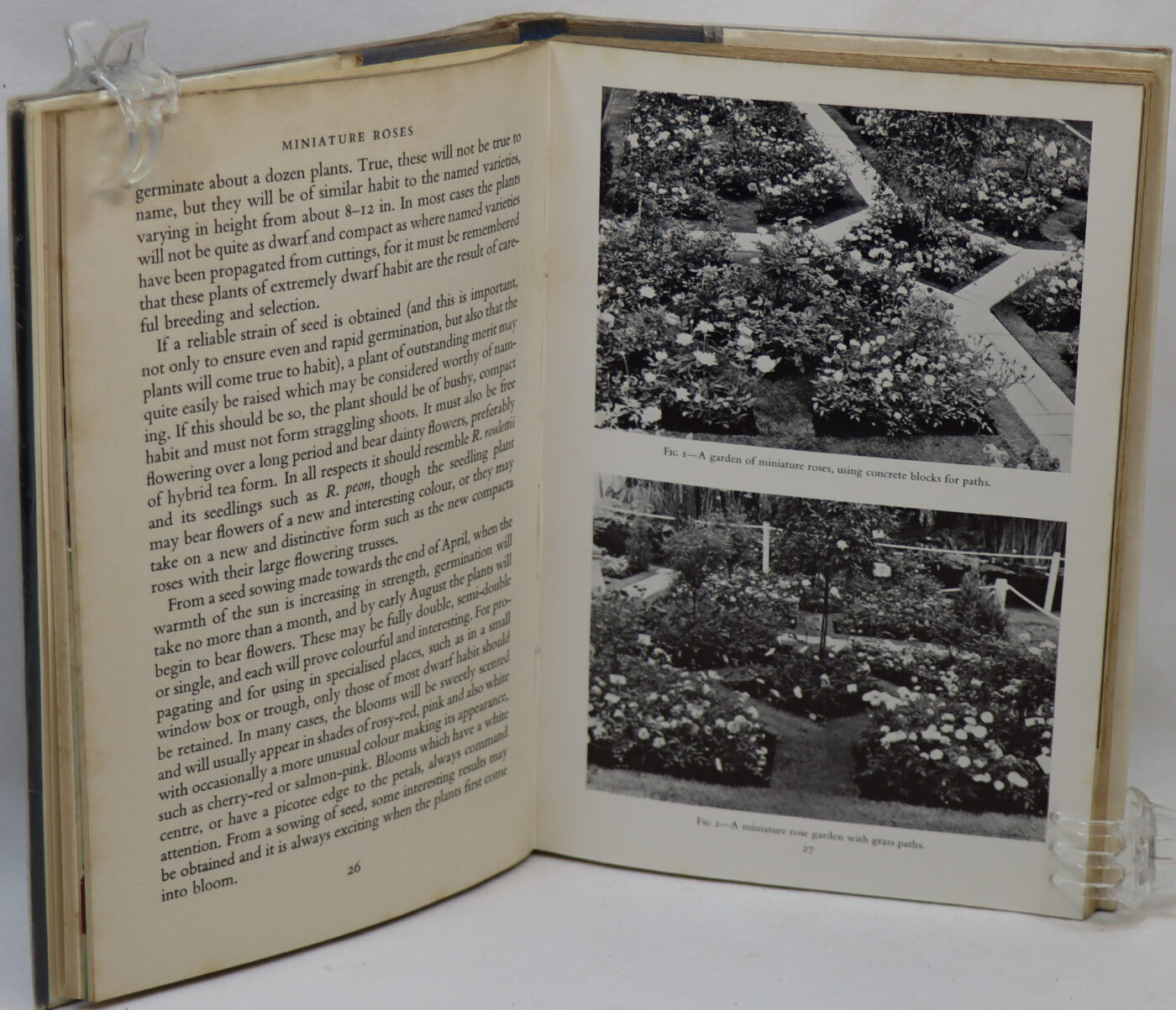 Miniature Roses. - Image 5
