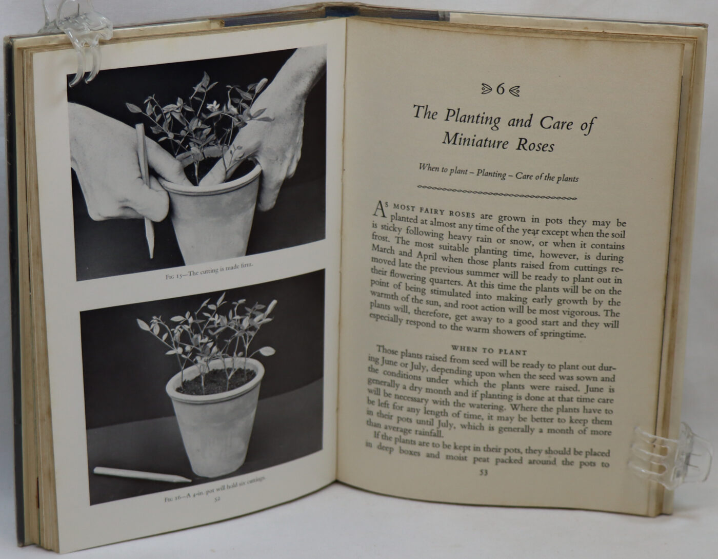 Miniature Roses. - Image 4
