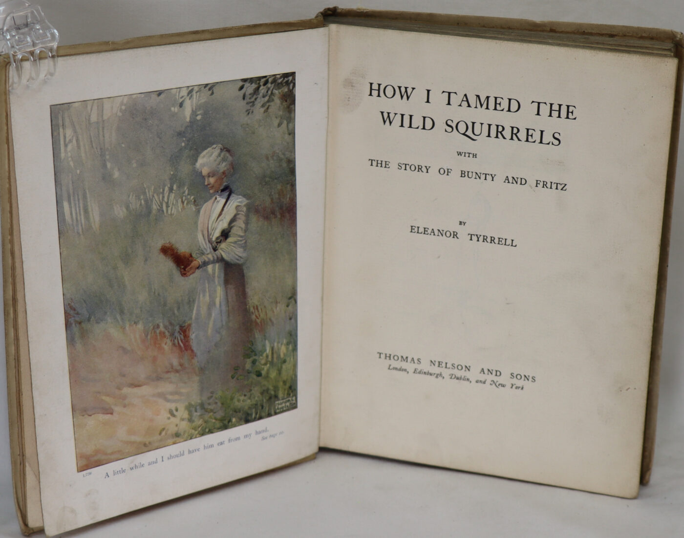 How I Tamed the Wild Squirrels. - Image 3