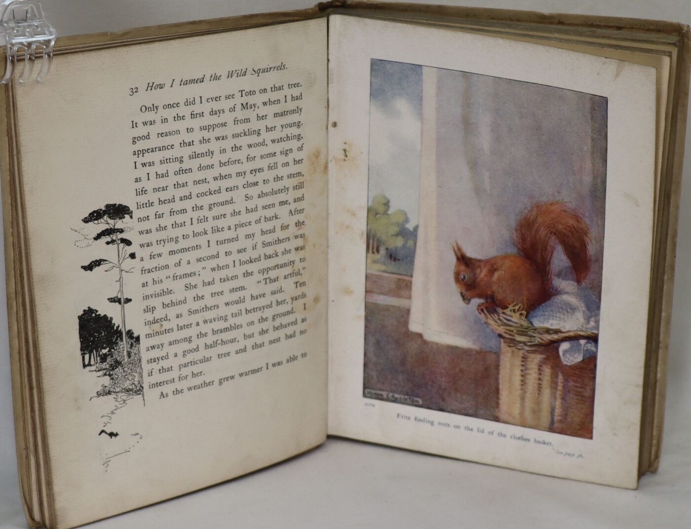 How I Tamed the Wild Squirrels. - Image 2